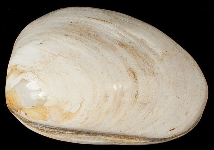 Wide Polished Fossil Clam - Jurassic #17514